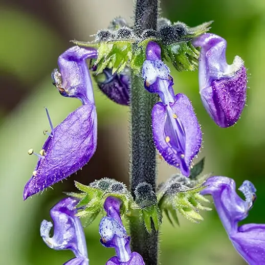 Coleus Forskohlii Root Extract